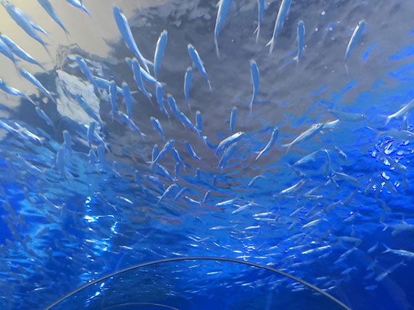 水族館設(shè)計建設(shè)工程